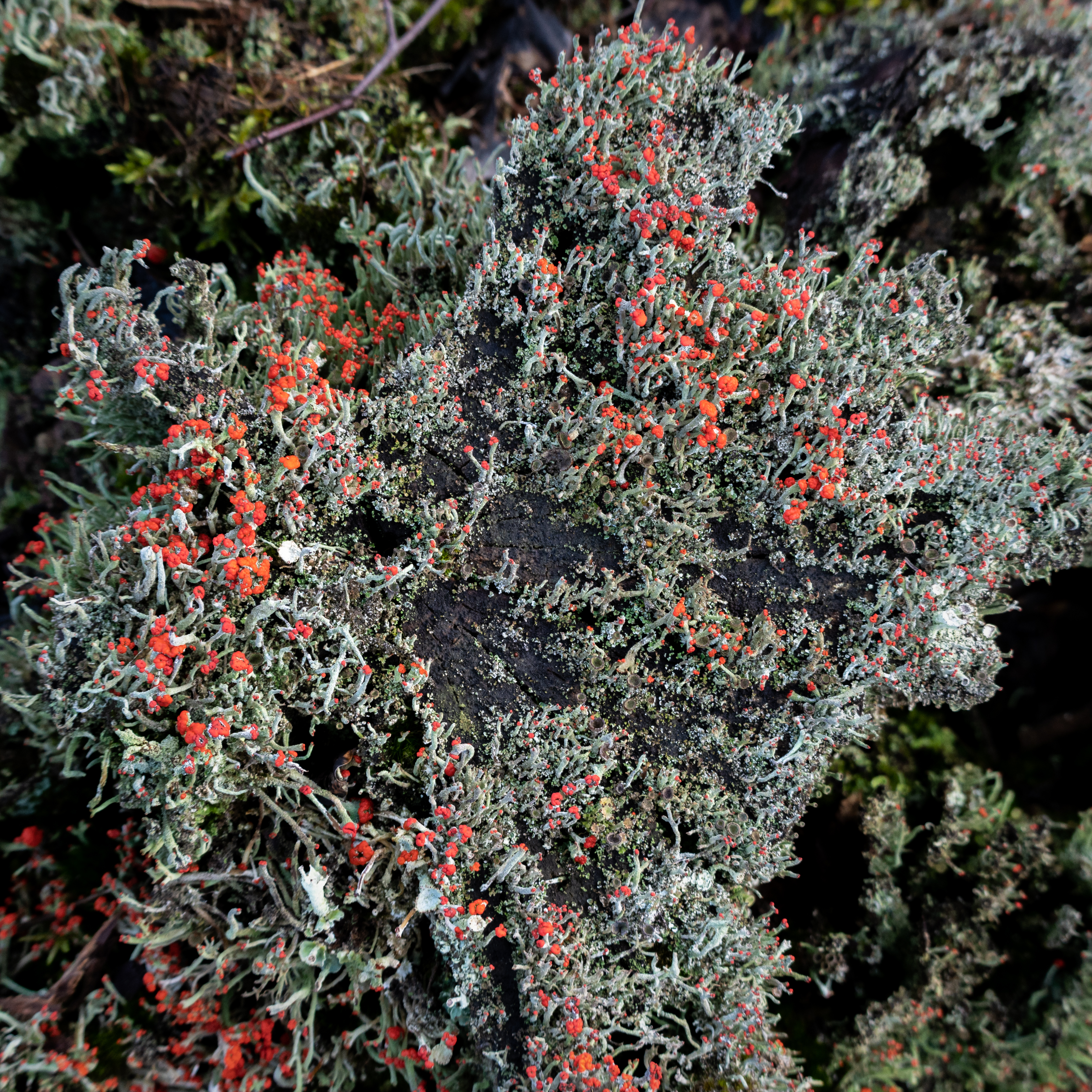 Cladonia