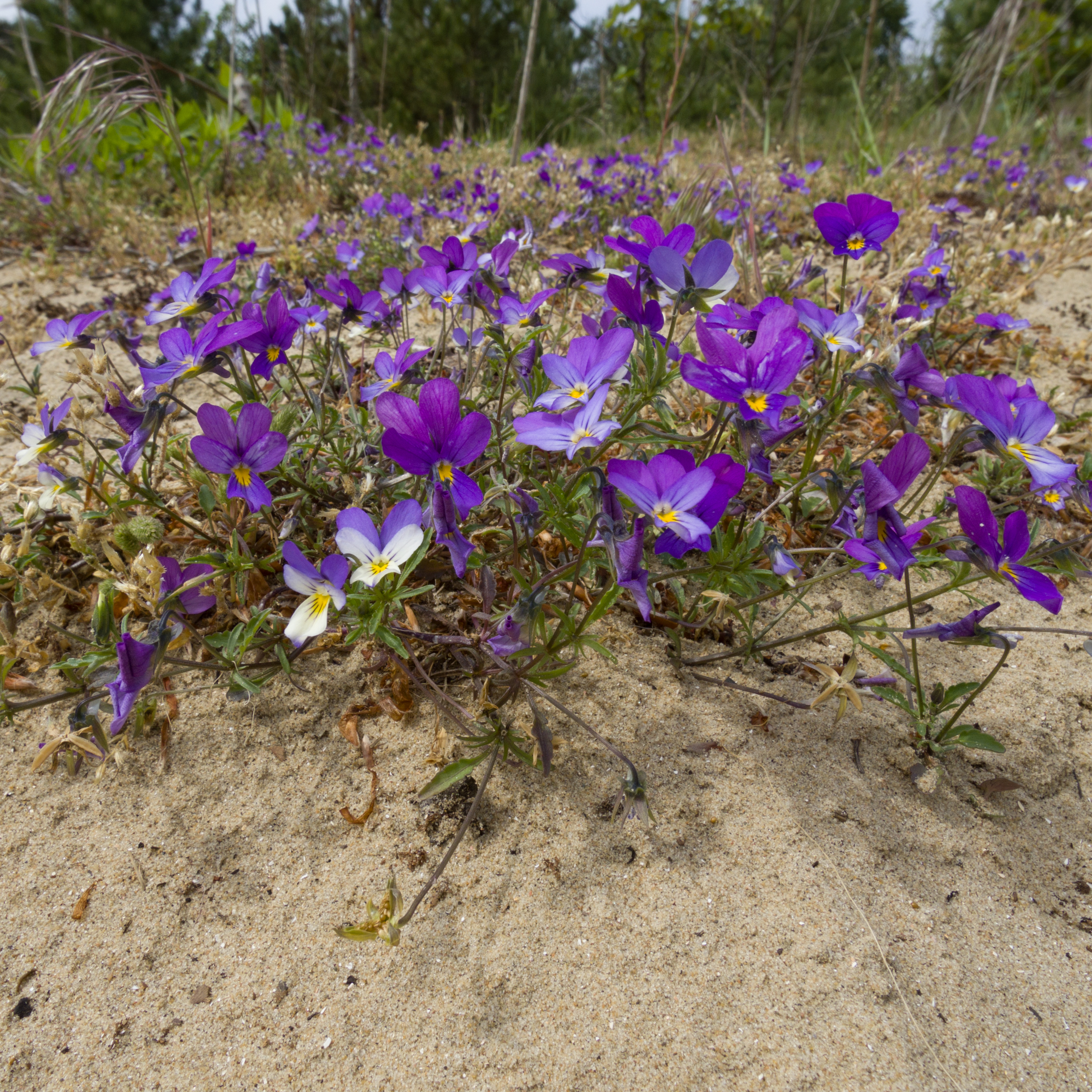 Duinviooltje (Viola curtisii)