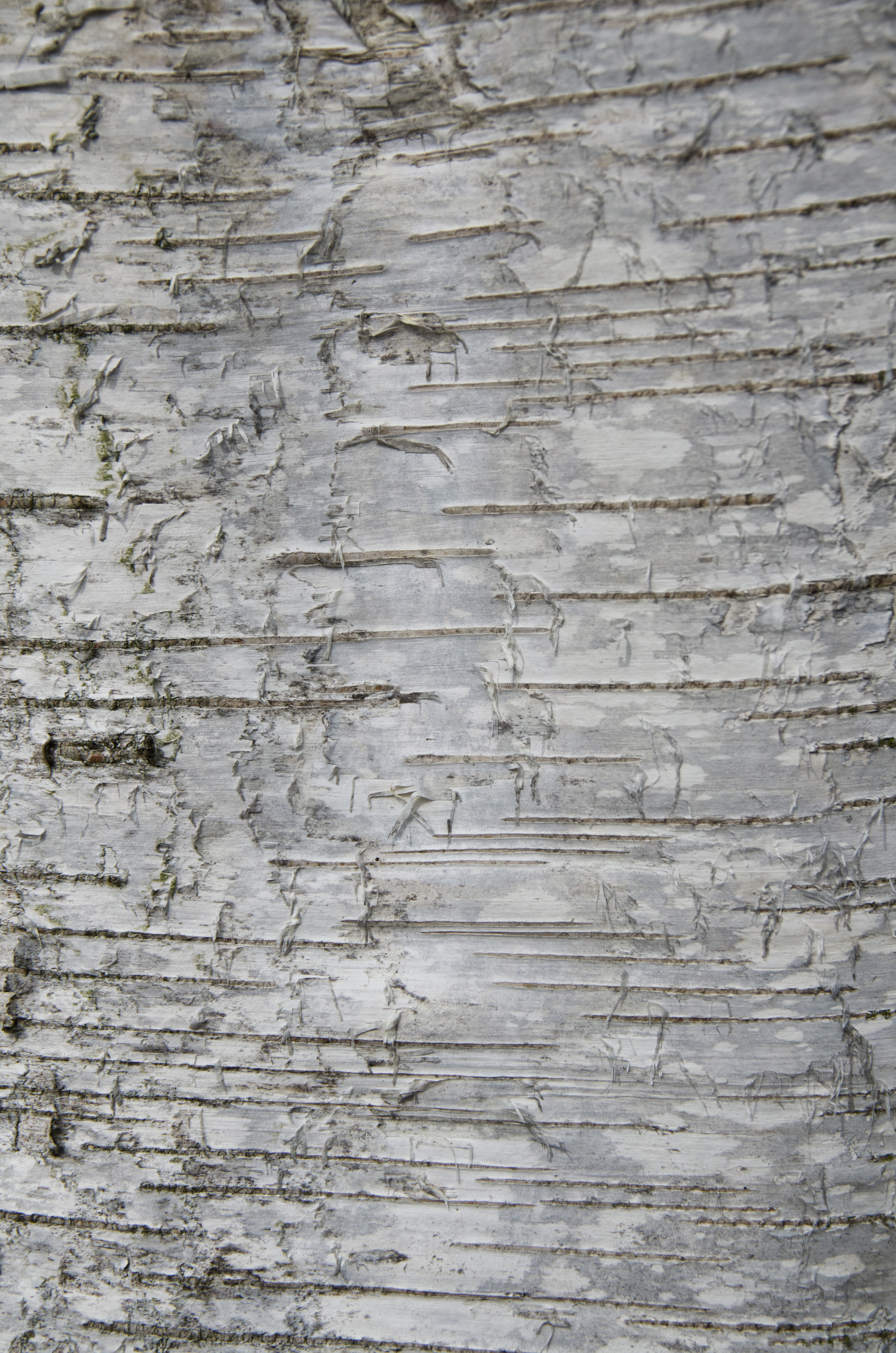 Birch