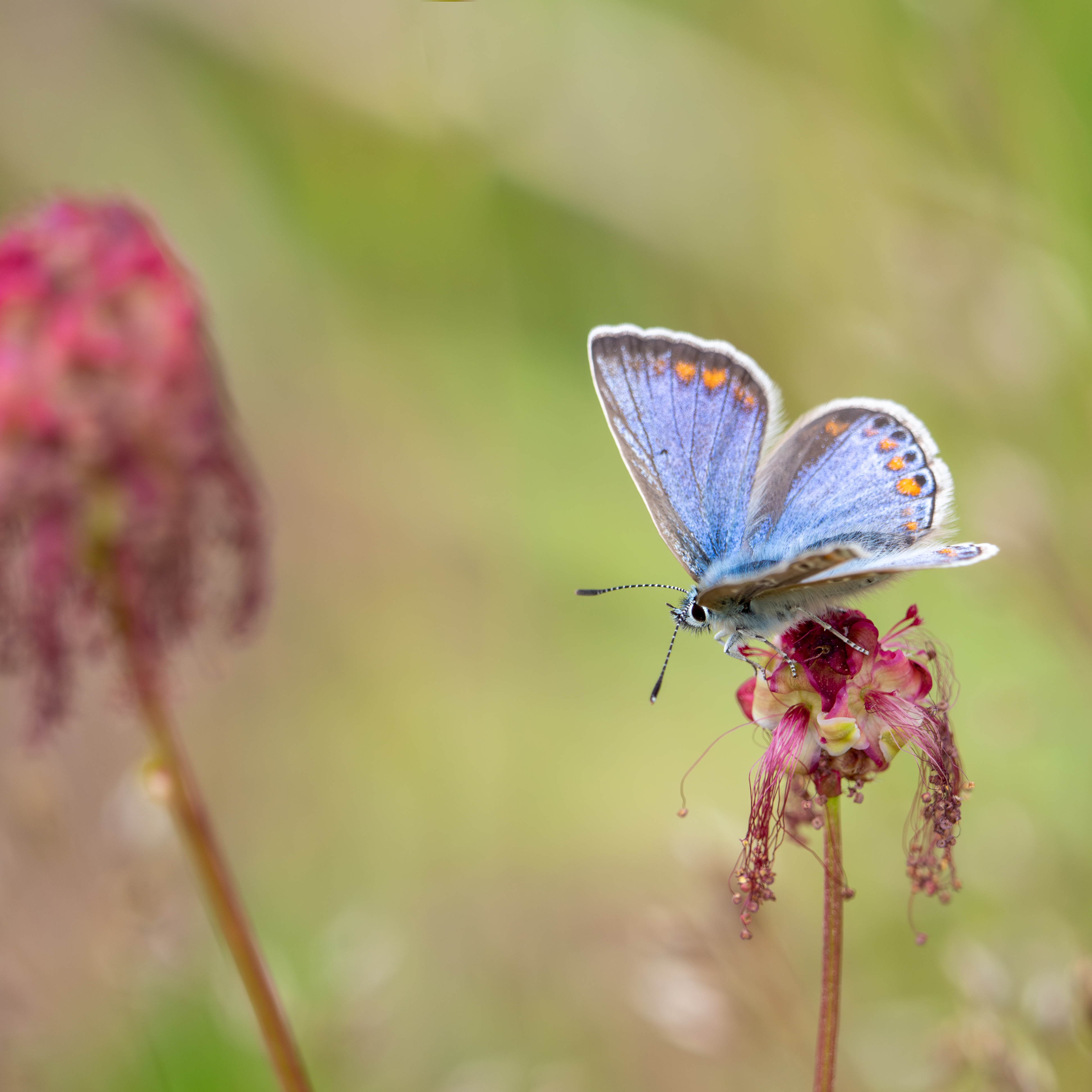 Icarusblauwtje vrouwtje
