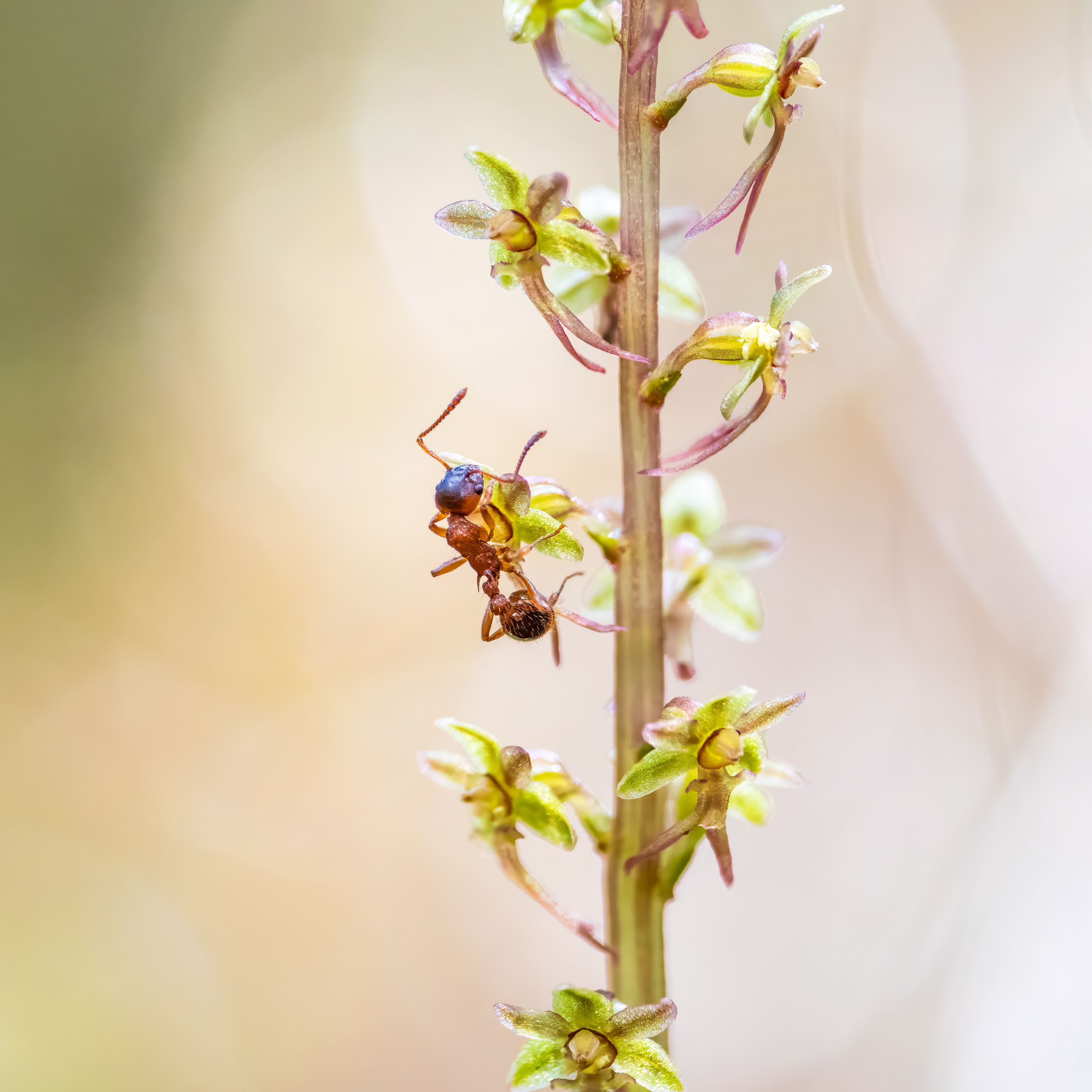 Zandsteekmier op kleine keverorchis