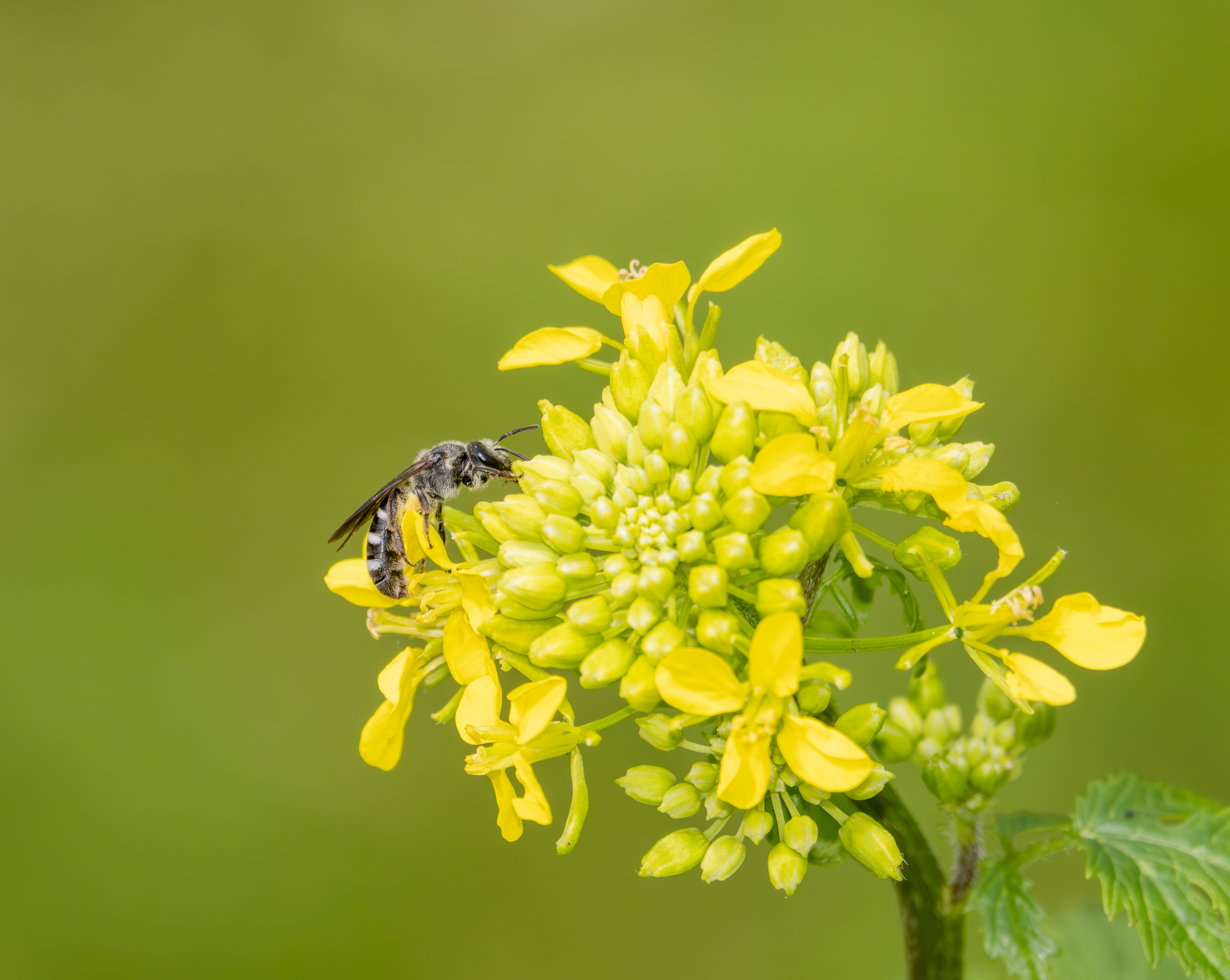 Zesvlekkige groefbij