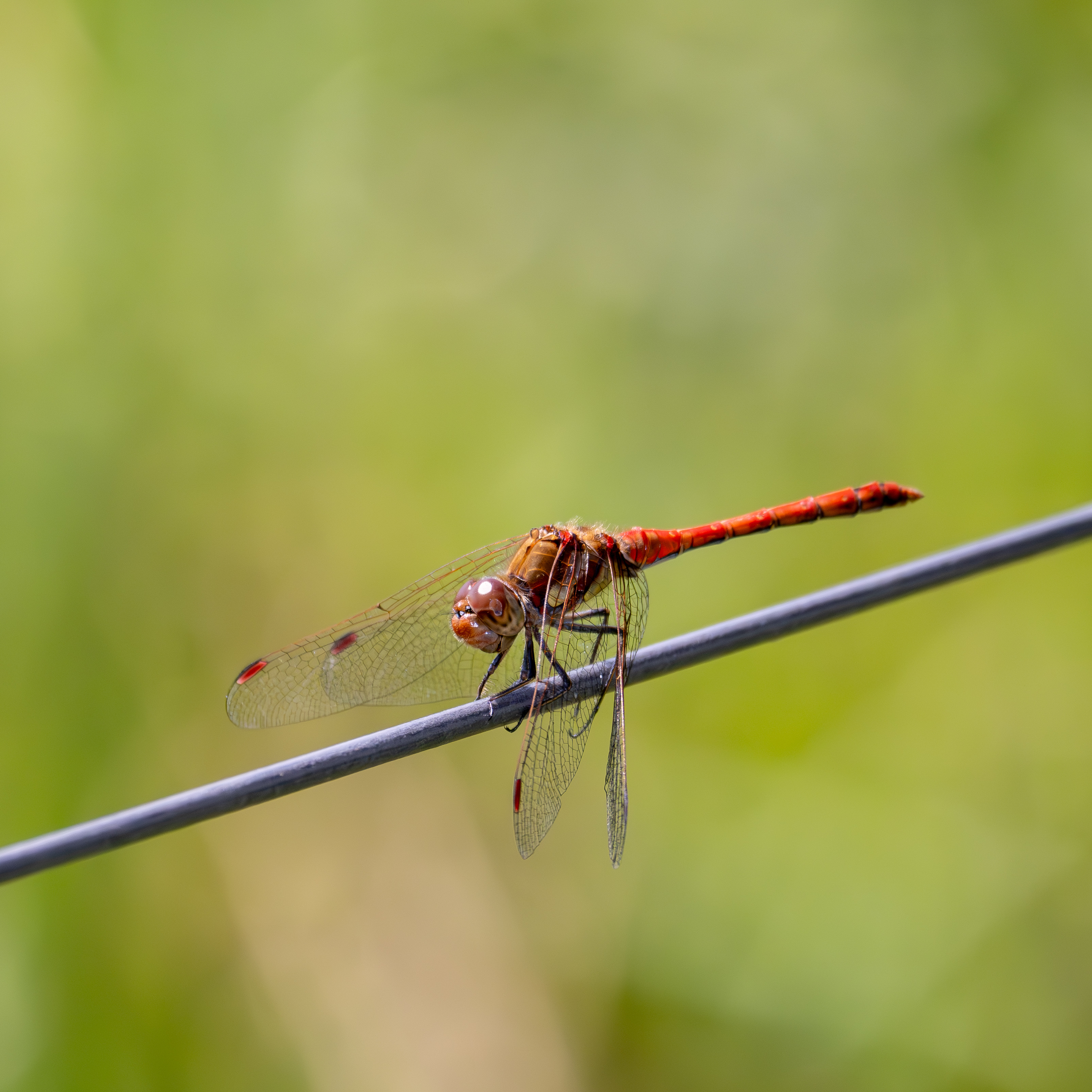 Bruinrode heidelibel