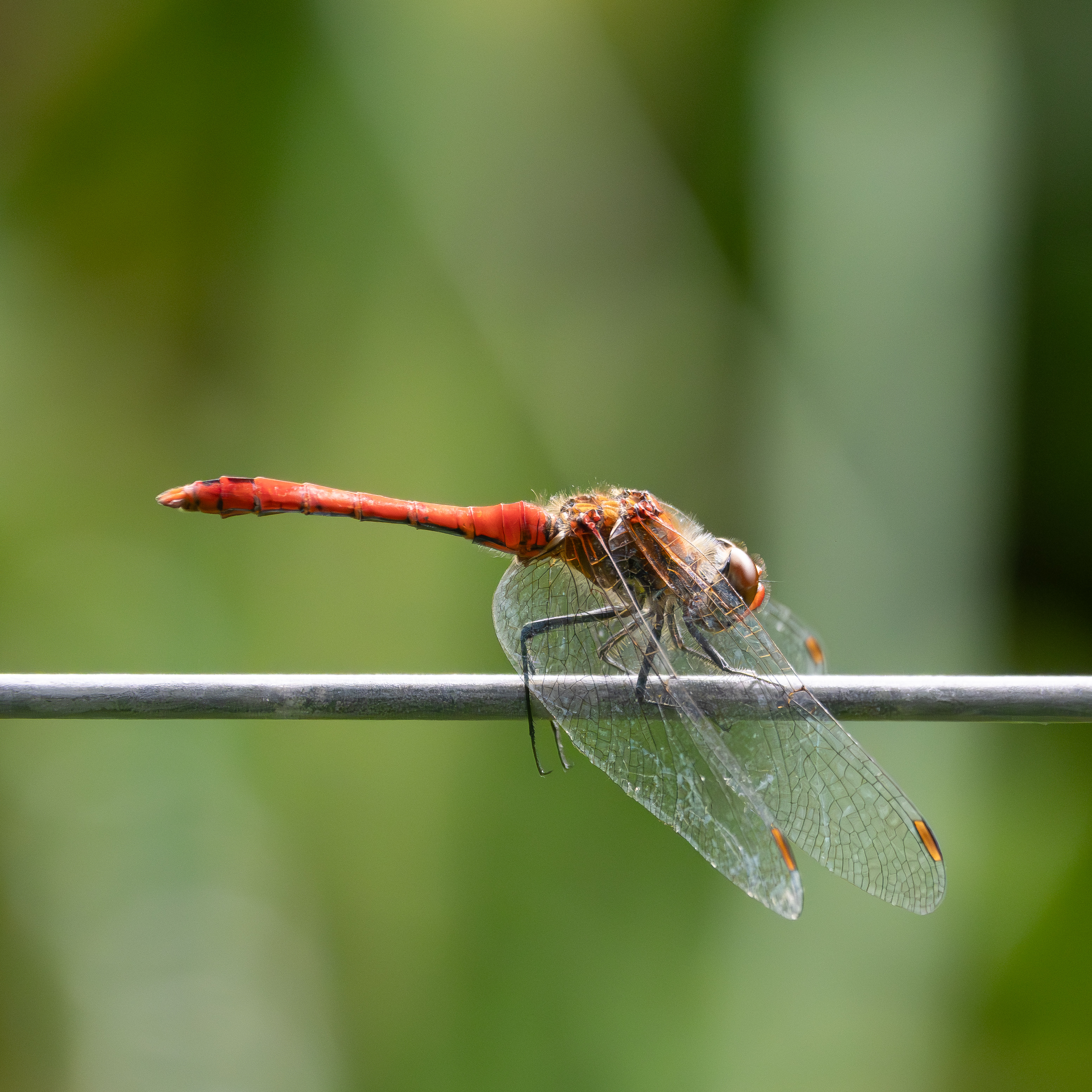 Bloedrode heidelibel