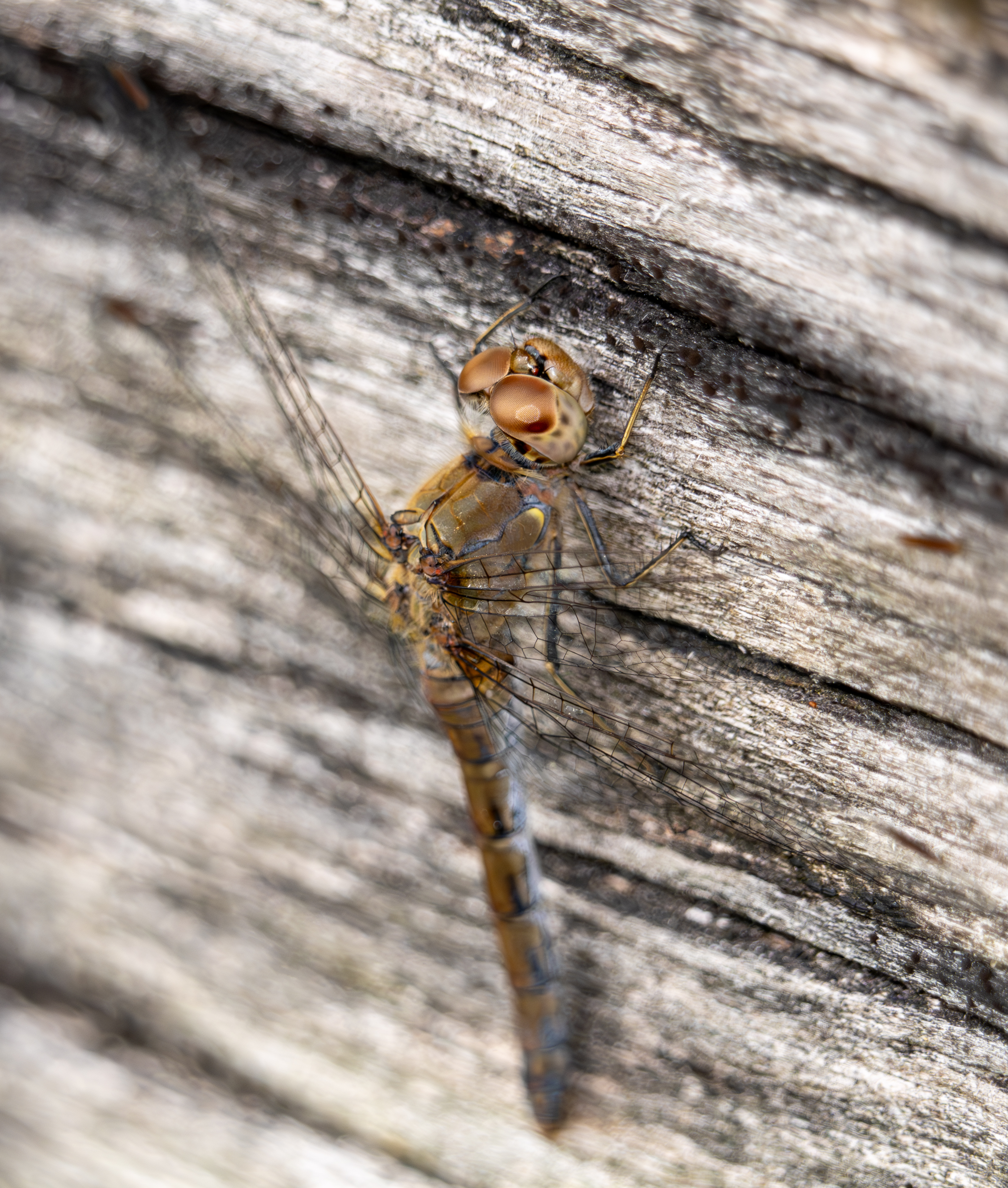 bruinrode heidelibel
