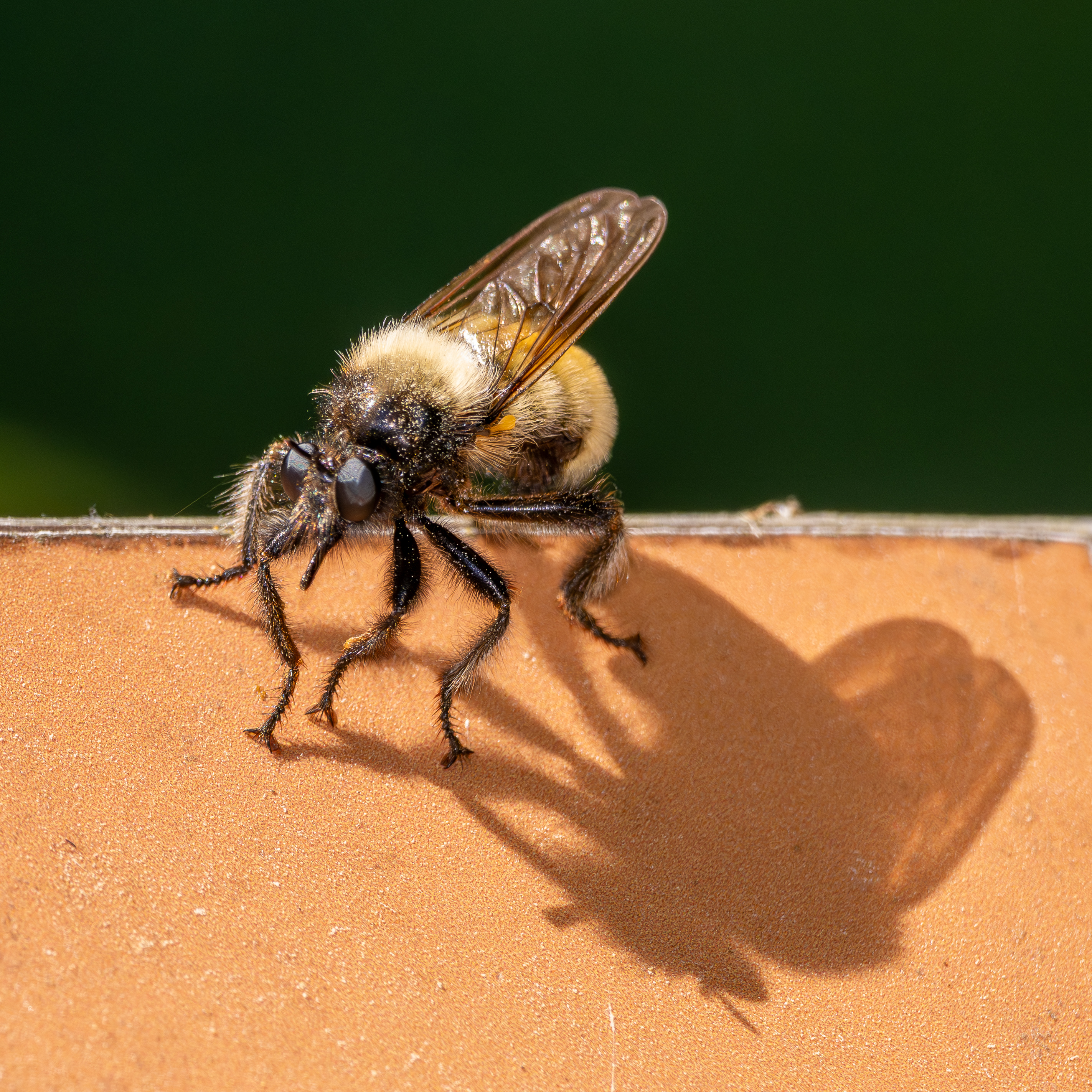 Gele hommelroofvlieg