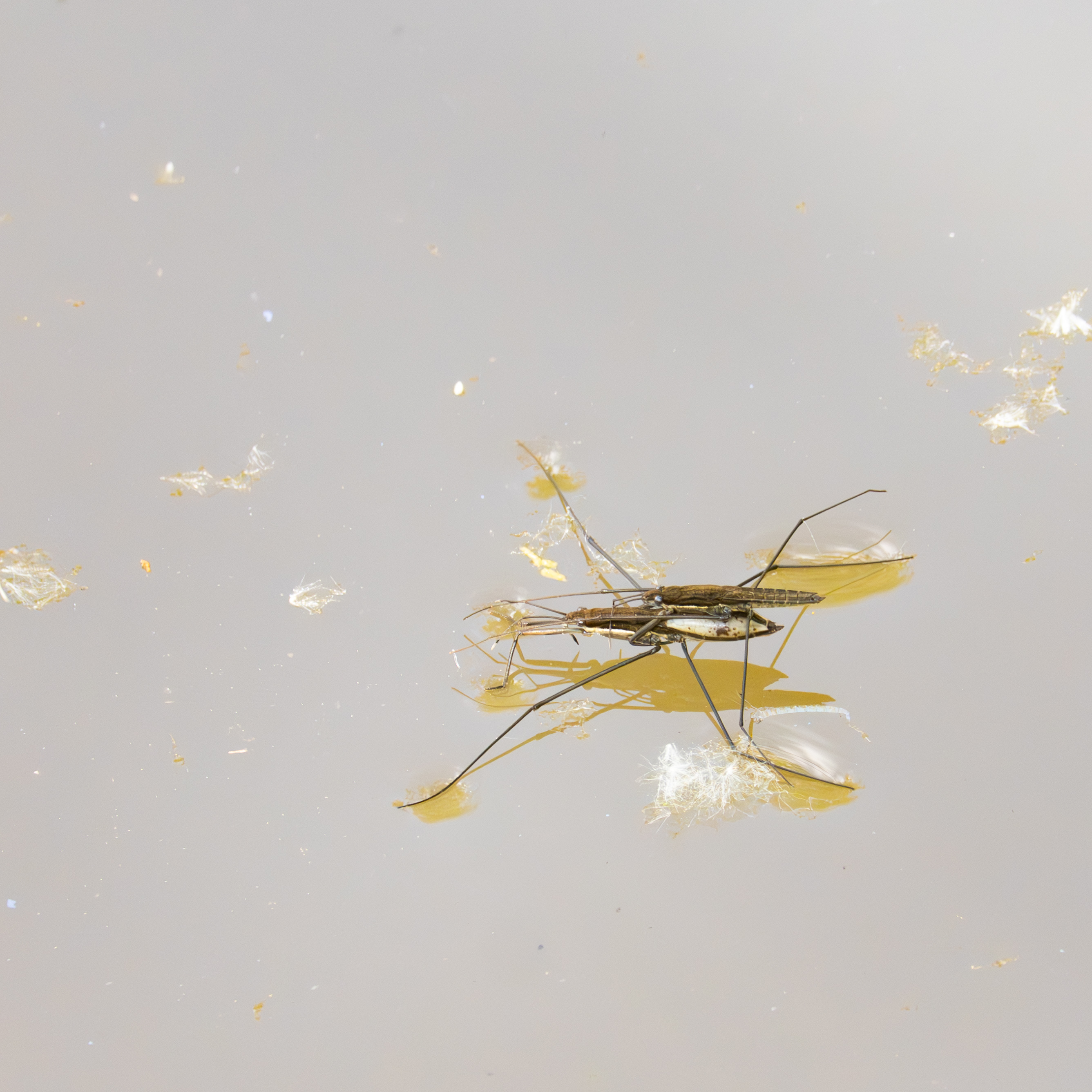 Grote schaatsenrijder