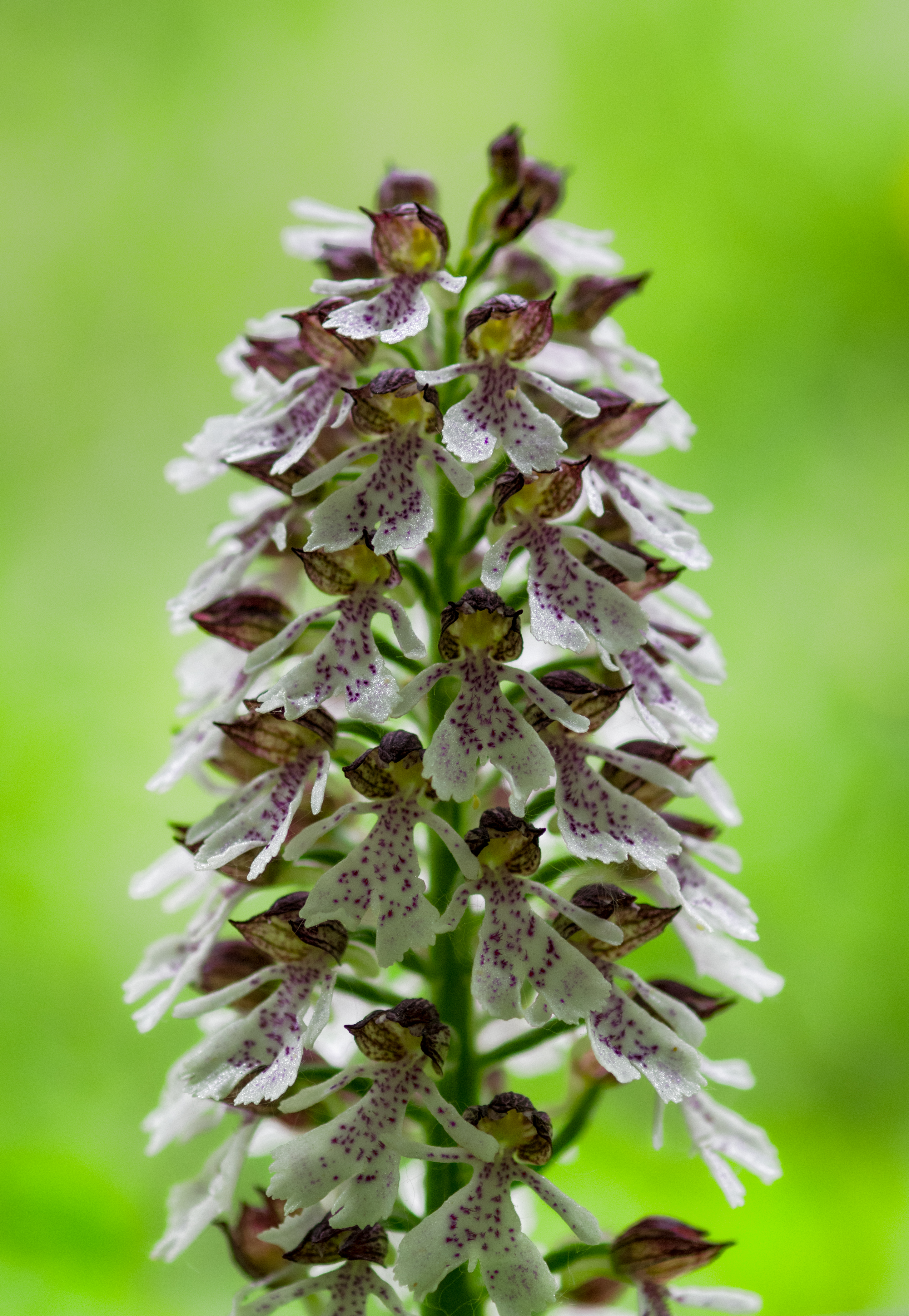 Orchis purpurea