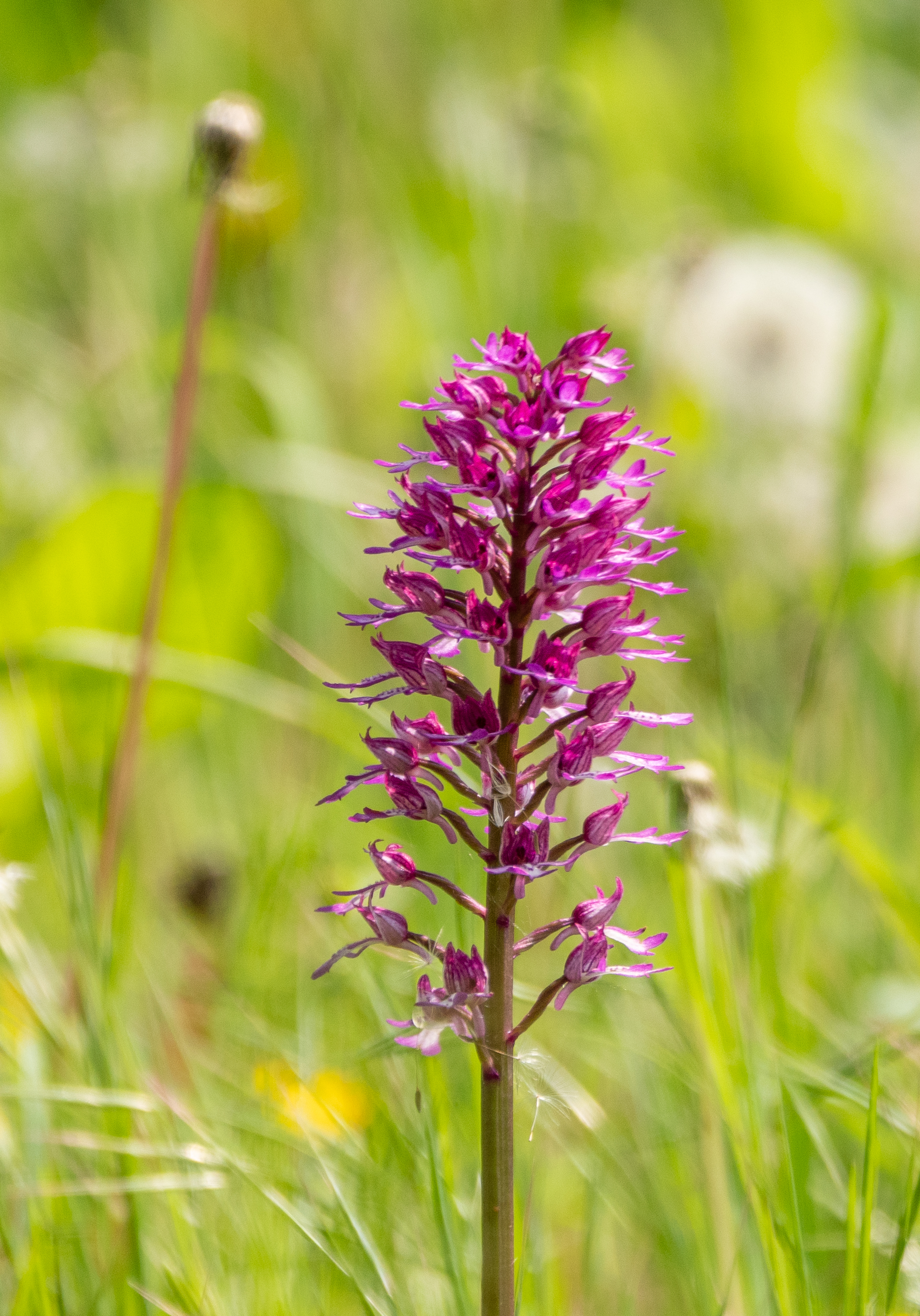 Hybride soldaatje x ?