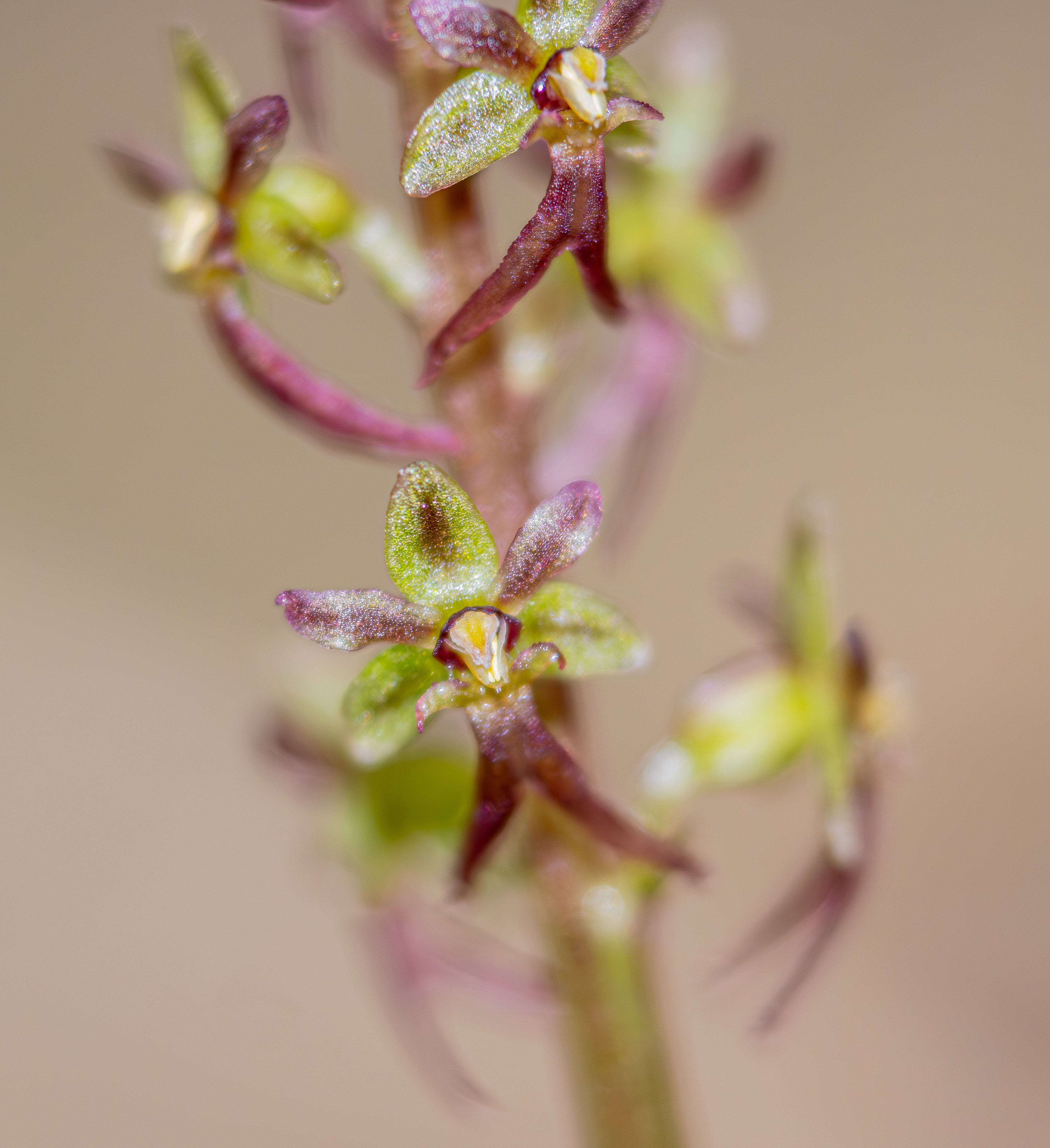Kleine wespenorchis