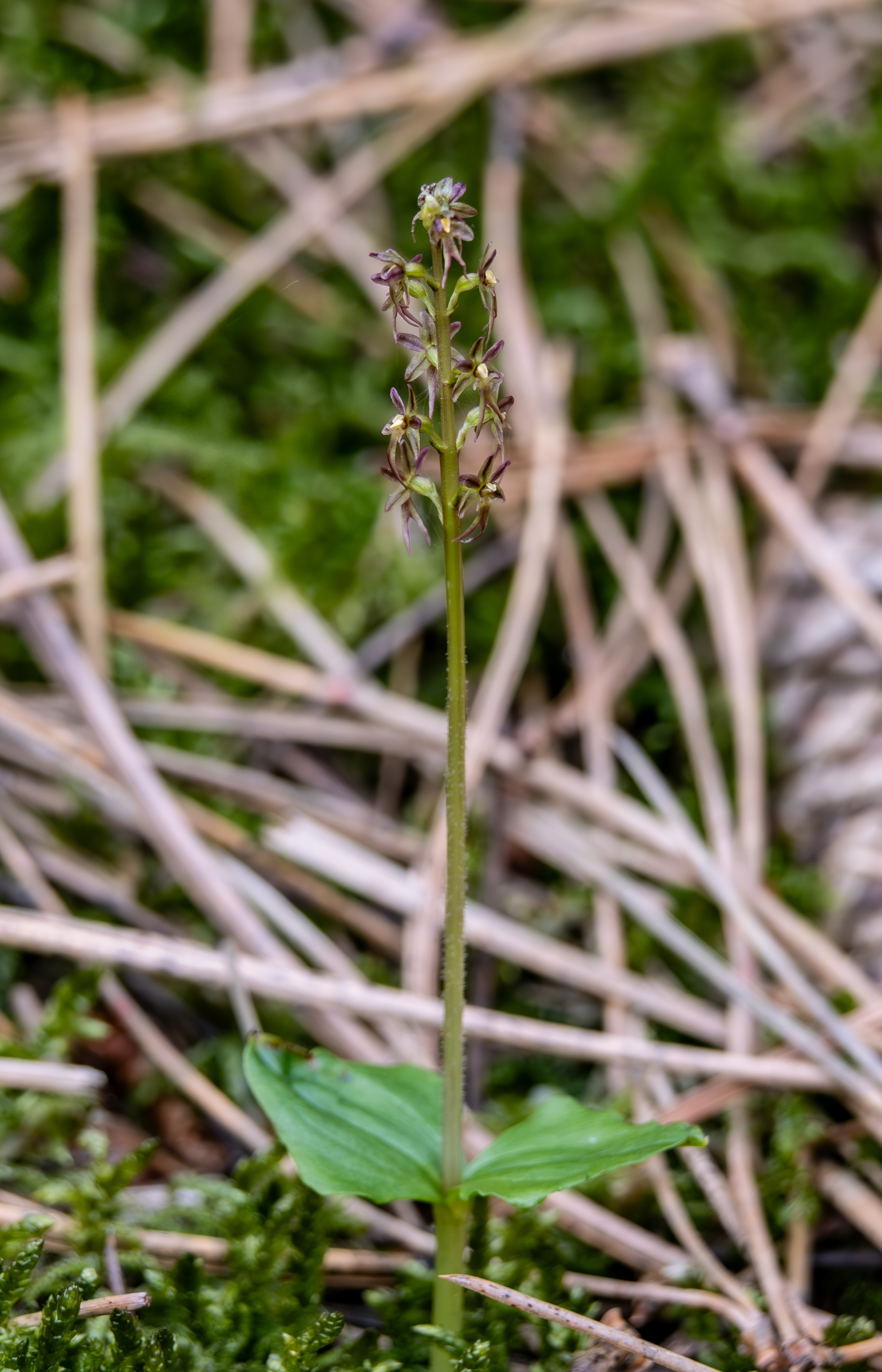 Kleine wespenorchis