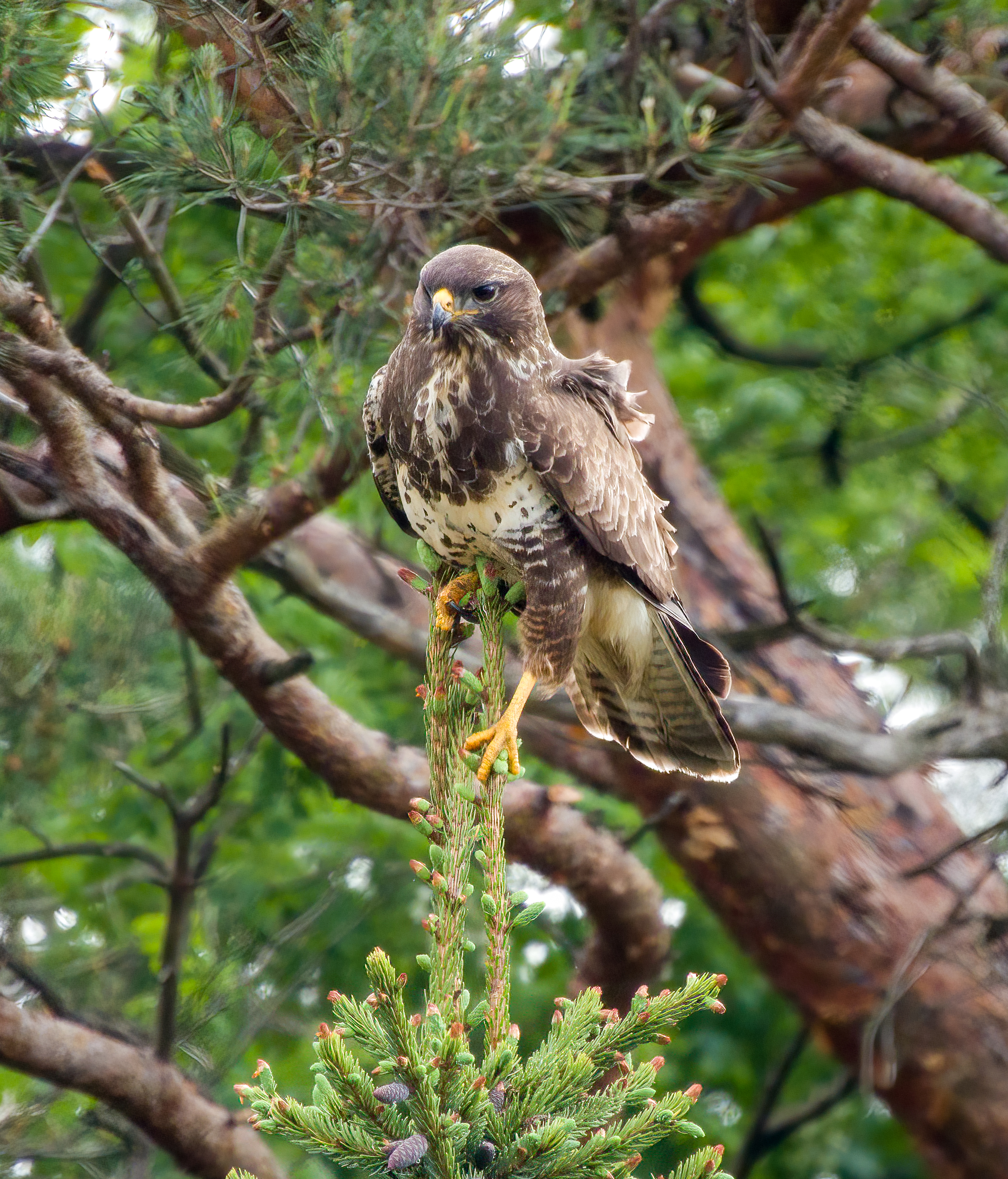 Buizerd
