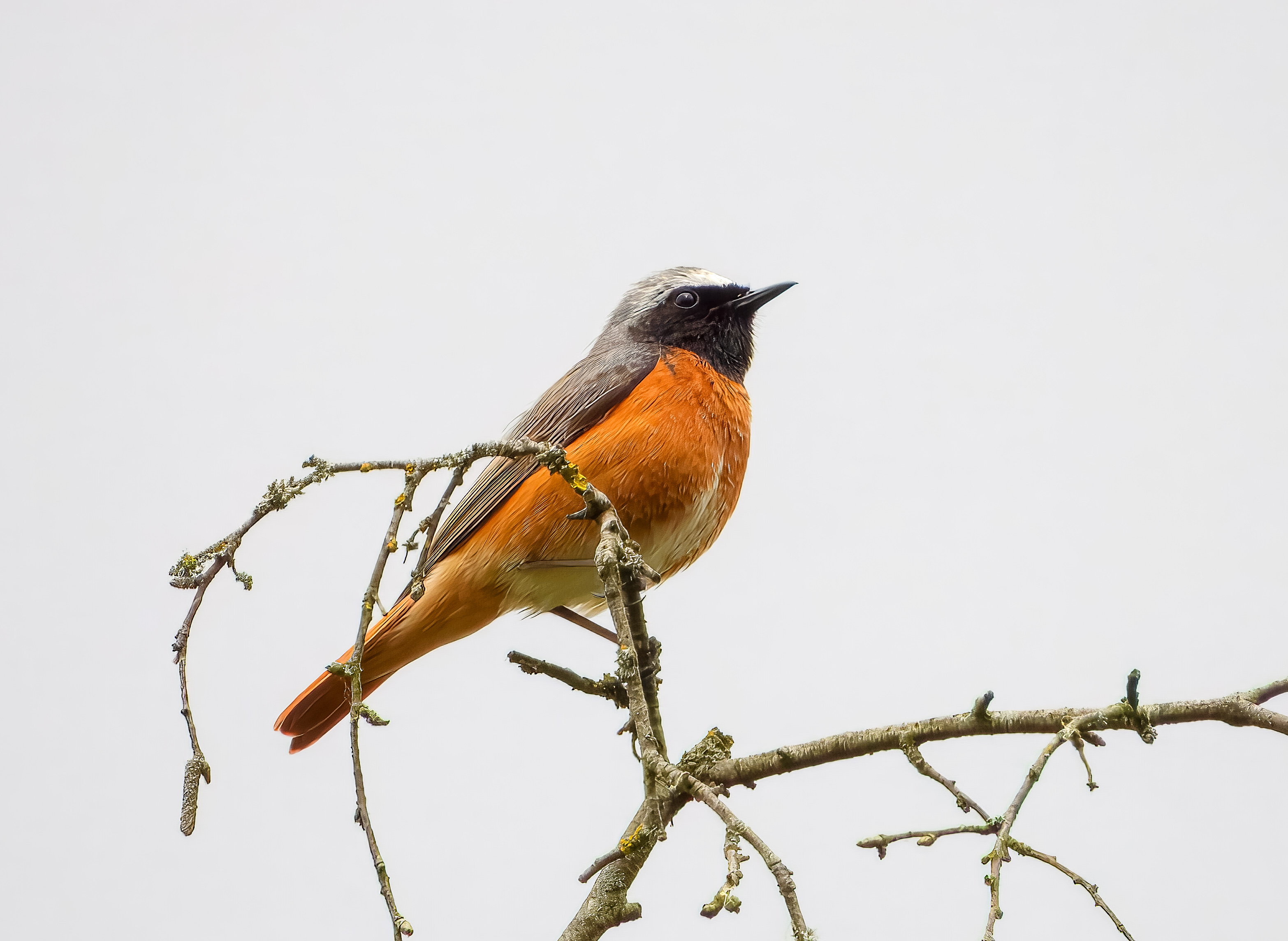 Gekraagde roodstaart