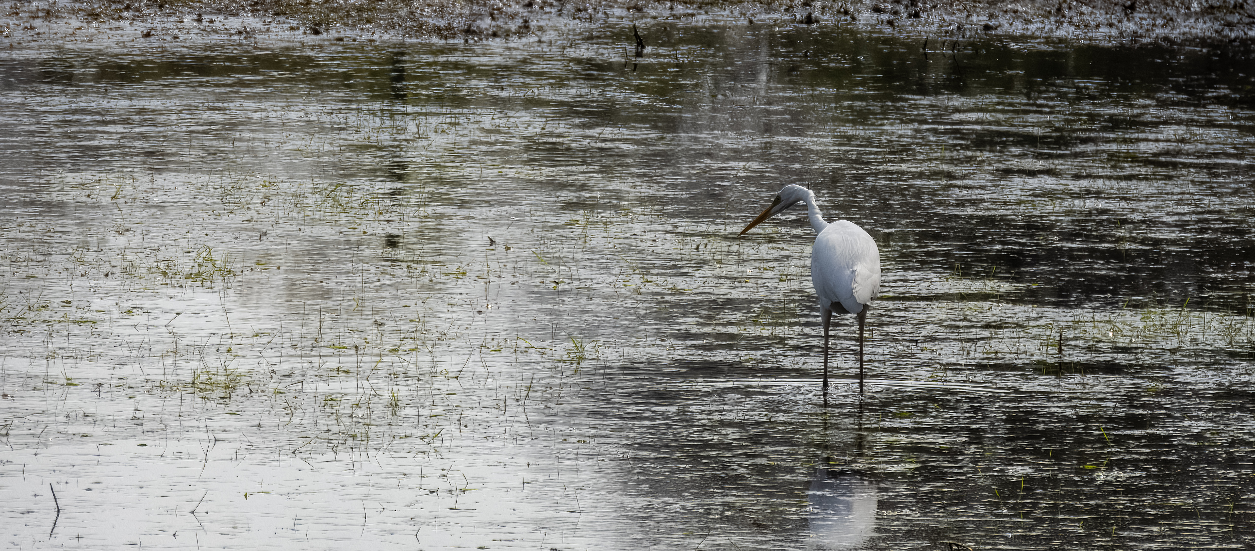 grote zilverreiger