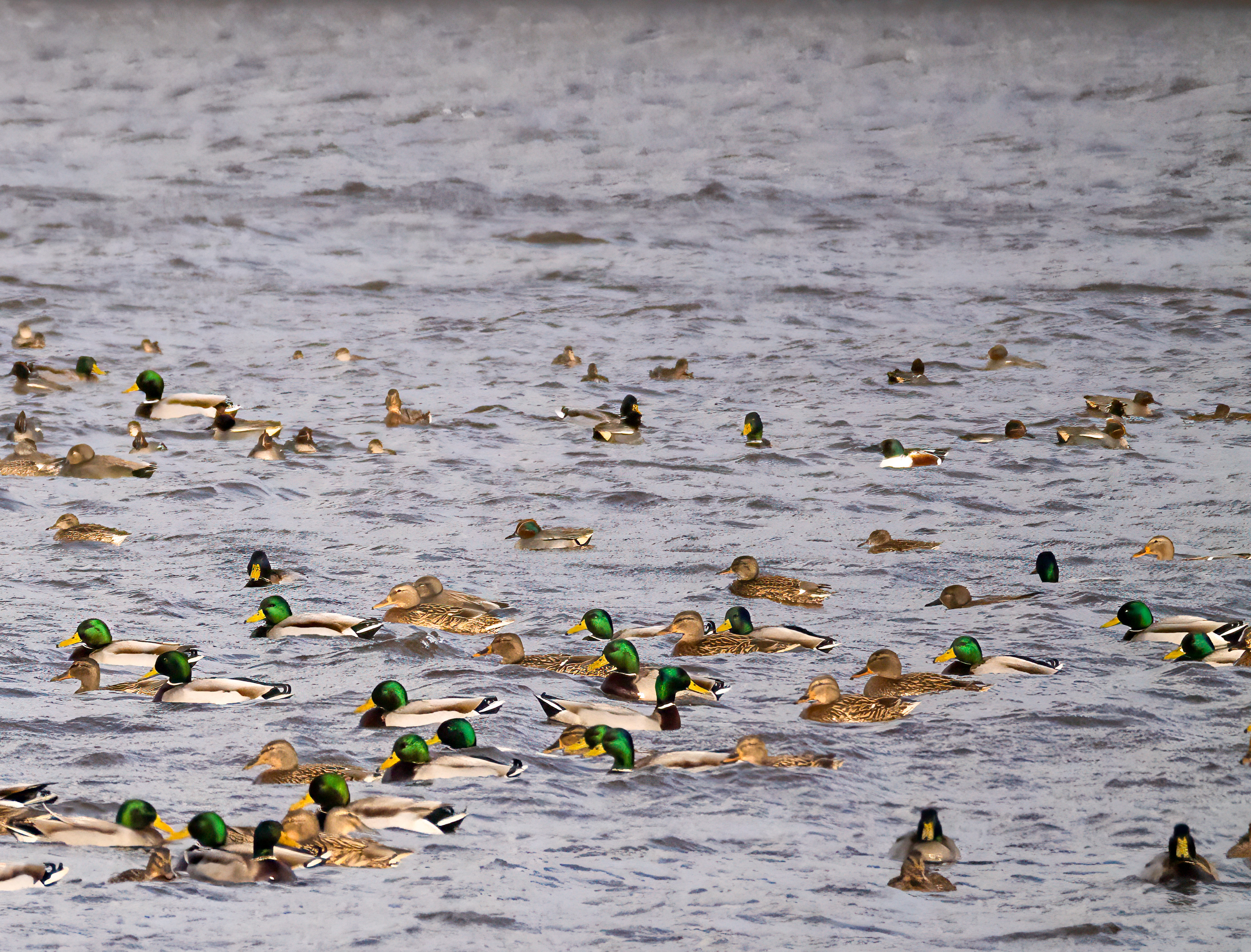Wilde eend, Wintertaling, Slobeend
