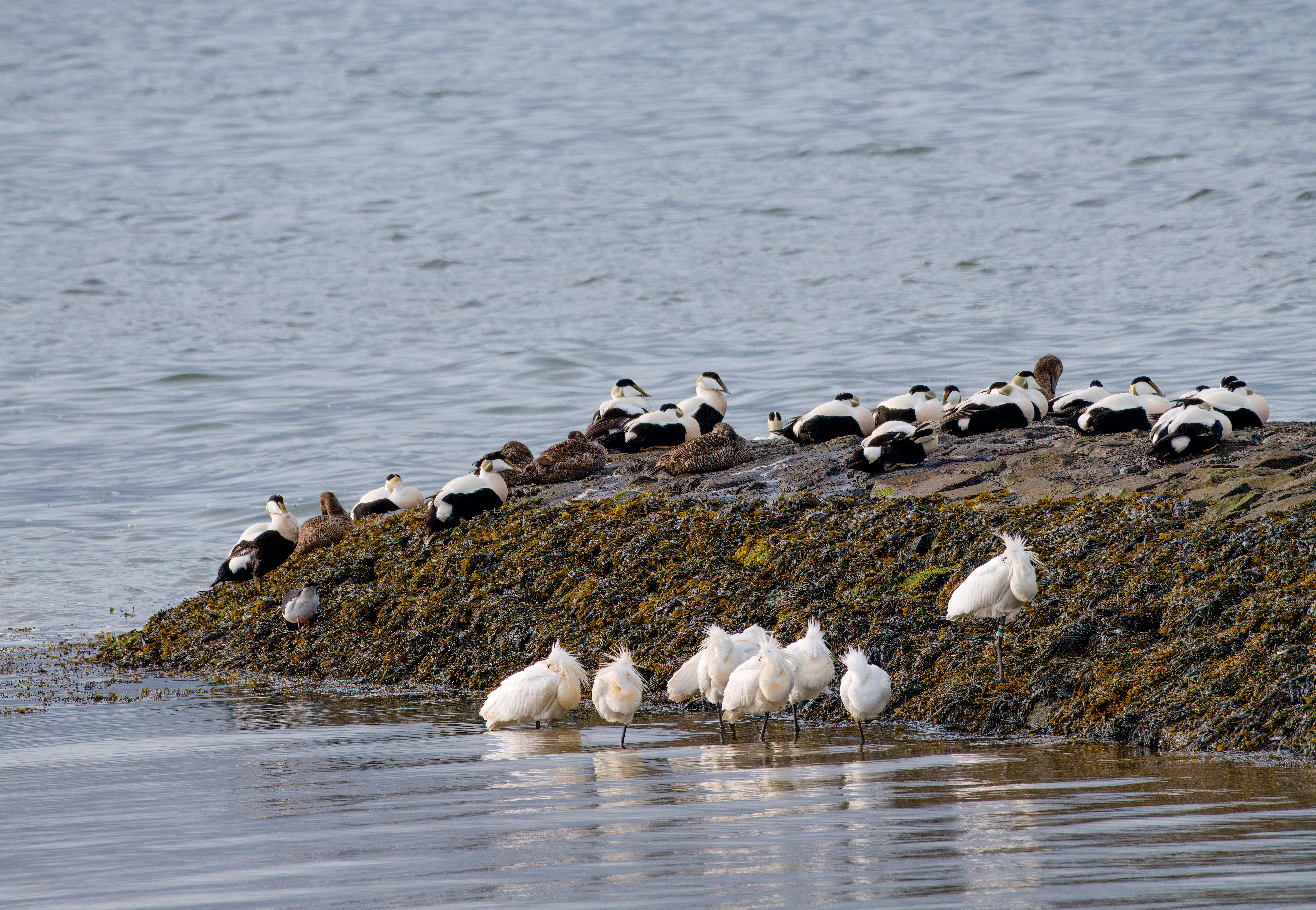 Eidereenden en lepelaars
