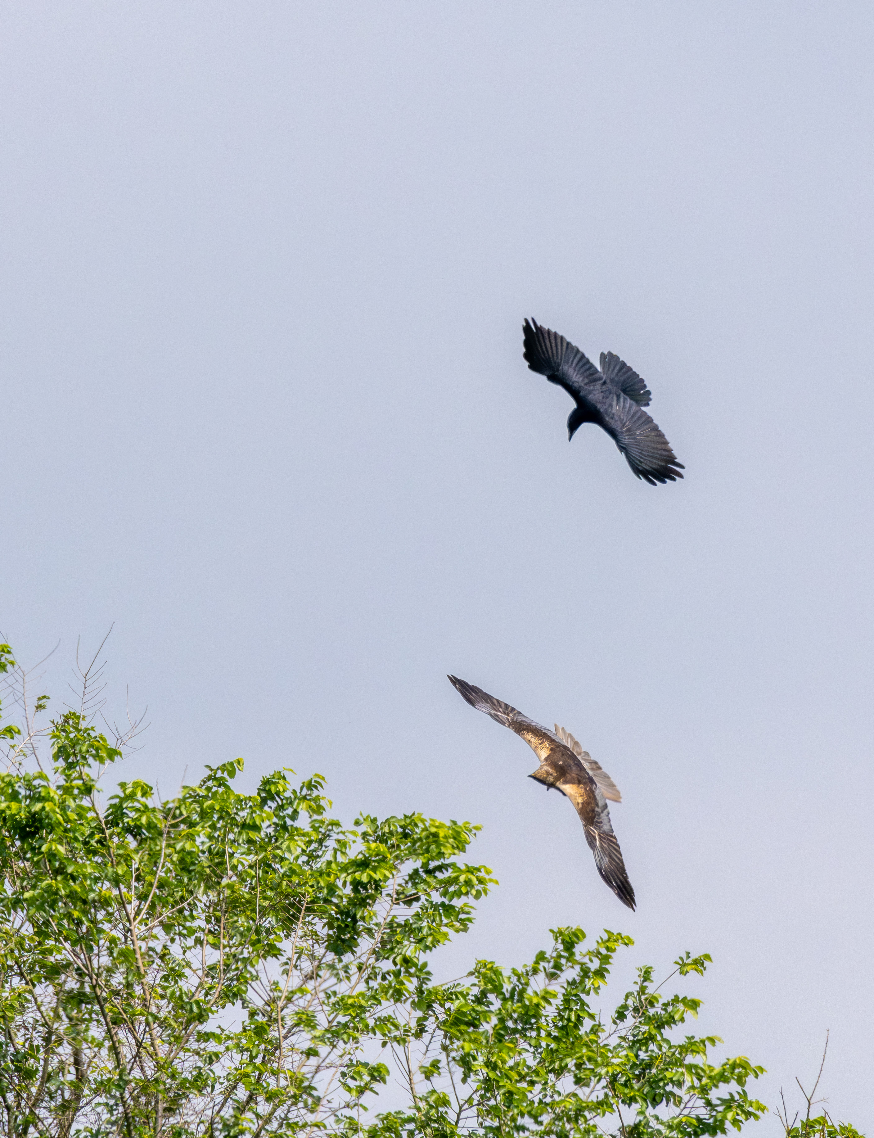 Kiekendief met prooi