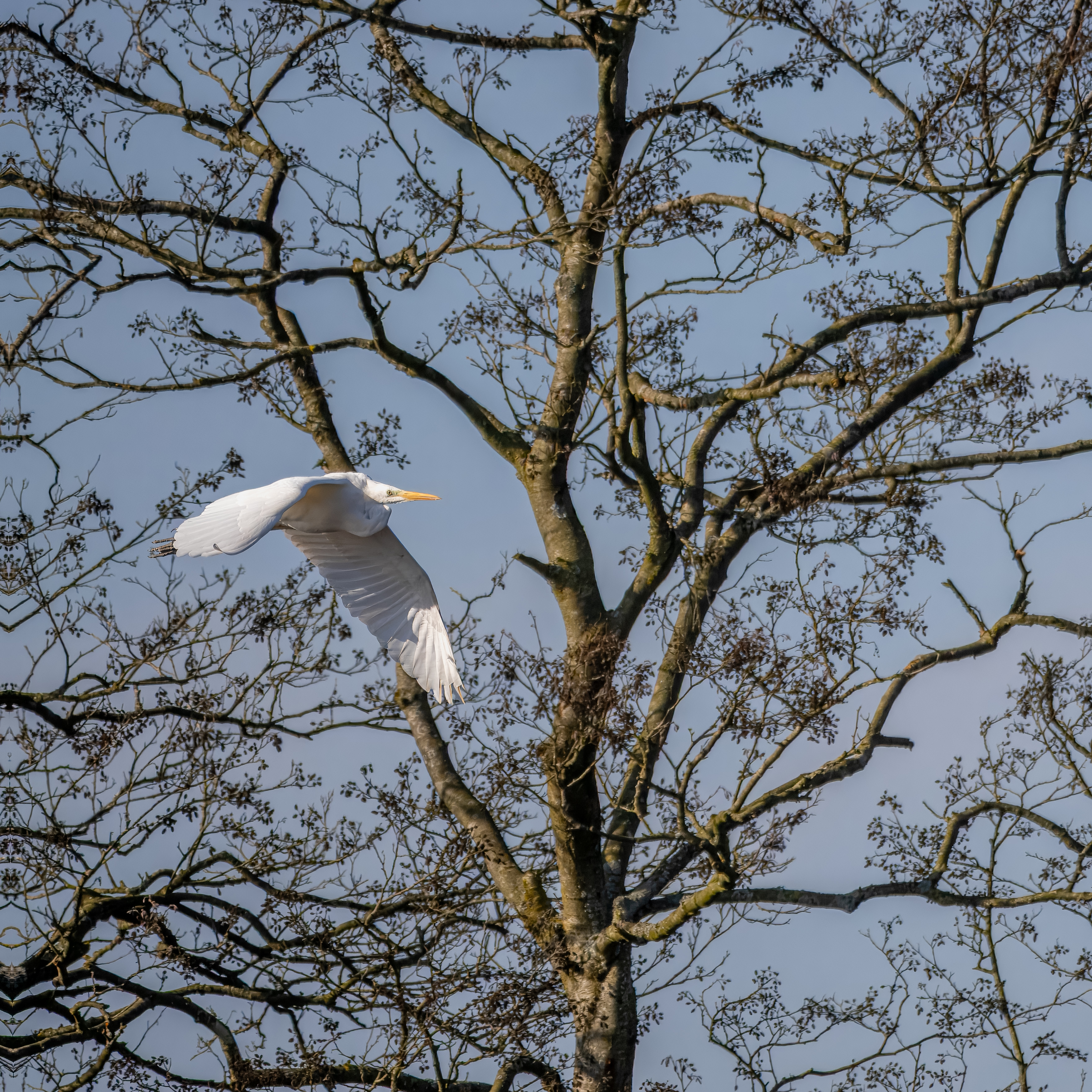 Grote zilverreiger