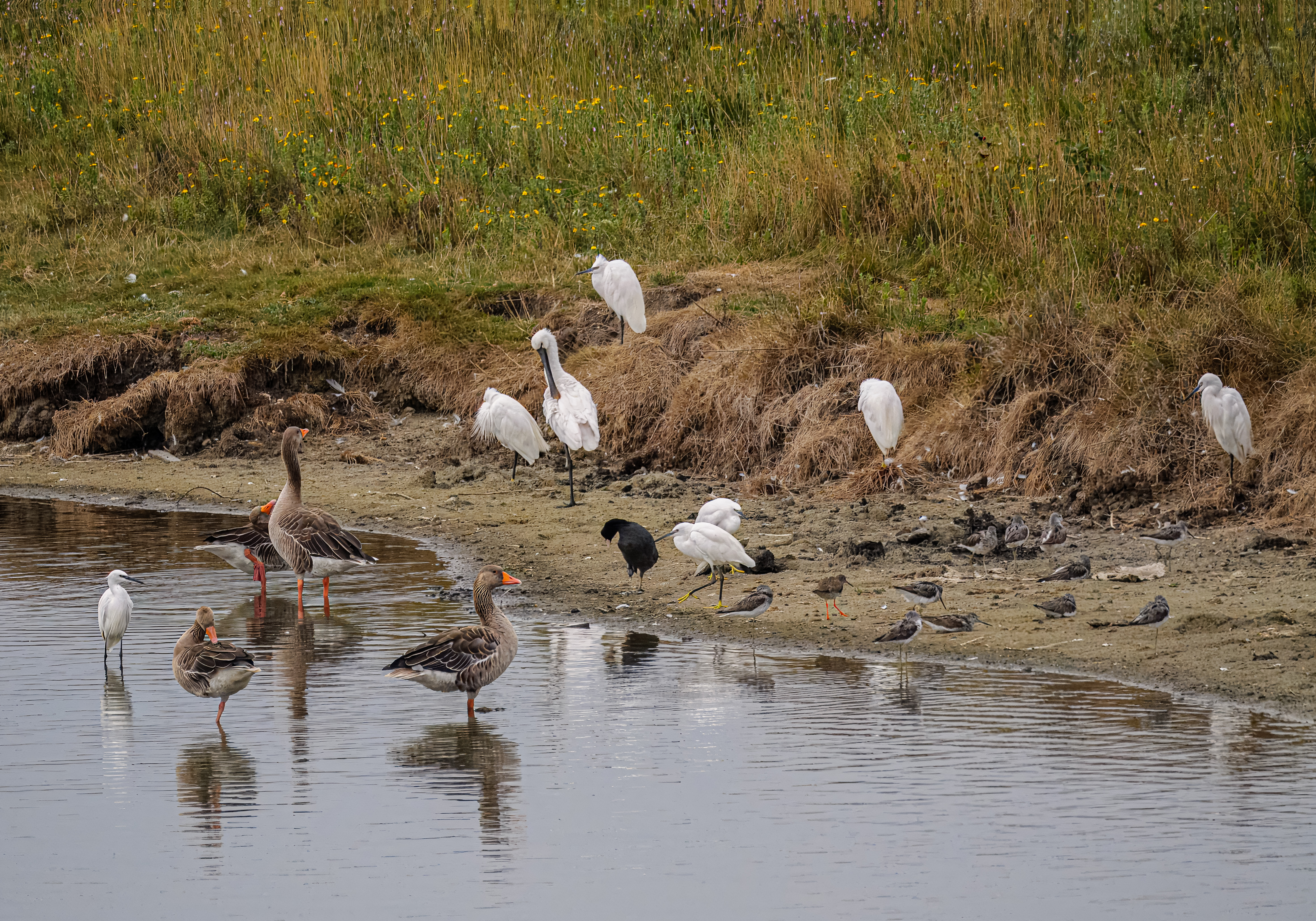 Kleine zilverreiger, Lepelaar, Groenpootruiter, Tureluur, Grauwe gans