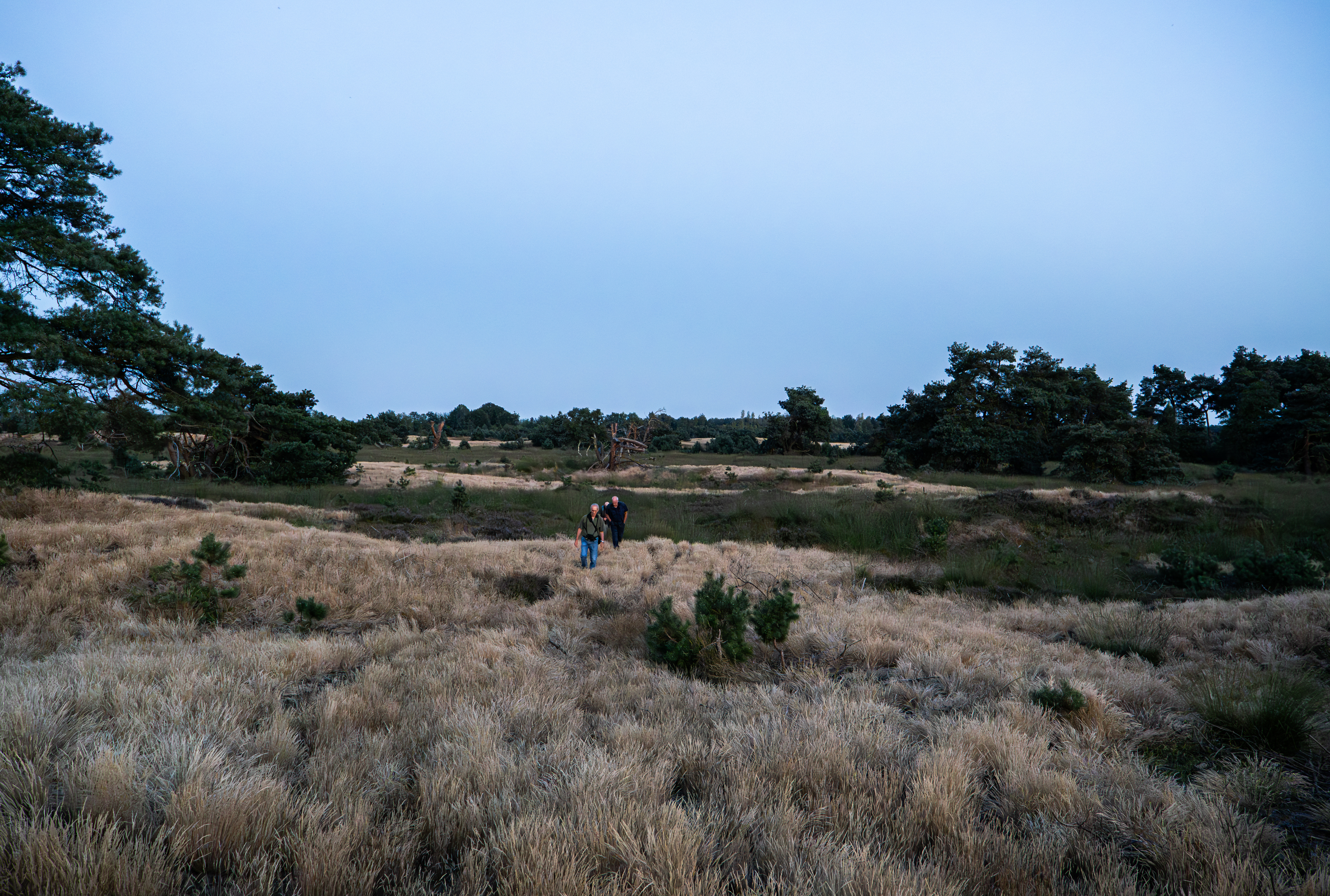 Nachtzwaluwen tellen