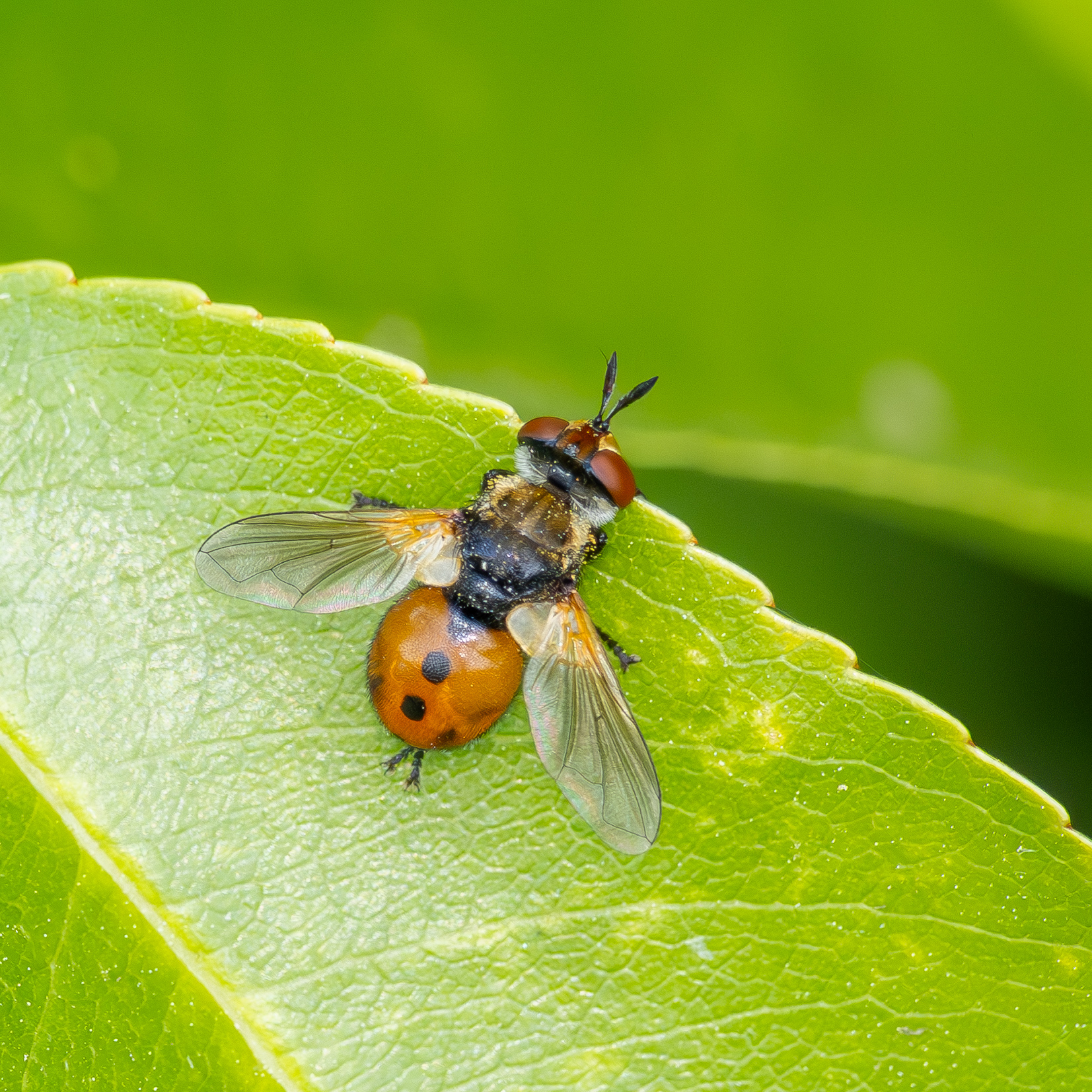 Gymnosoma rotundatum
