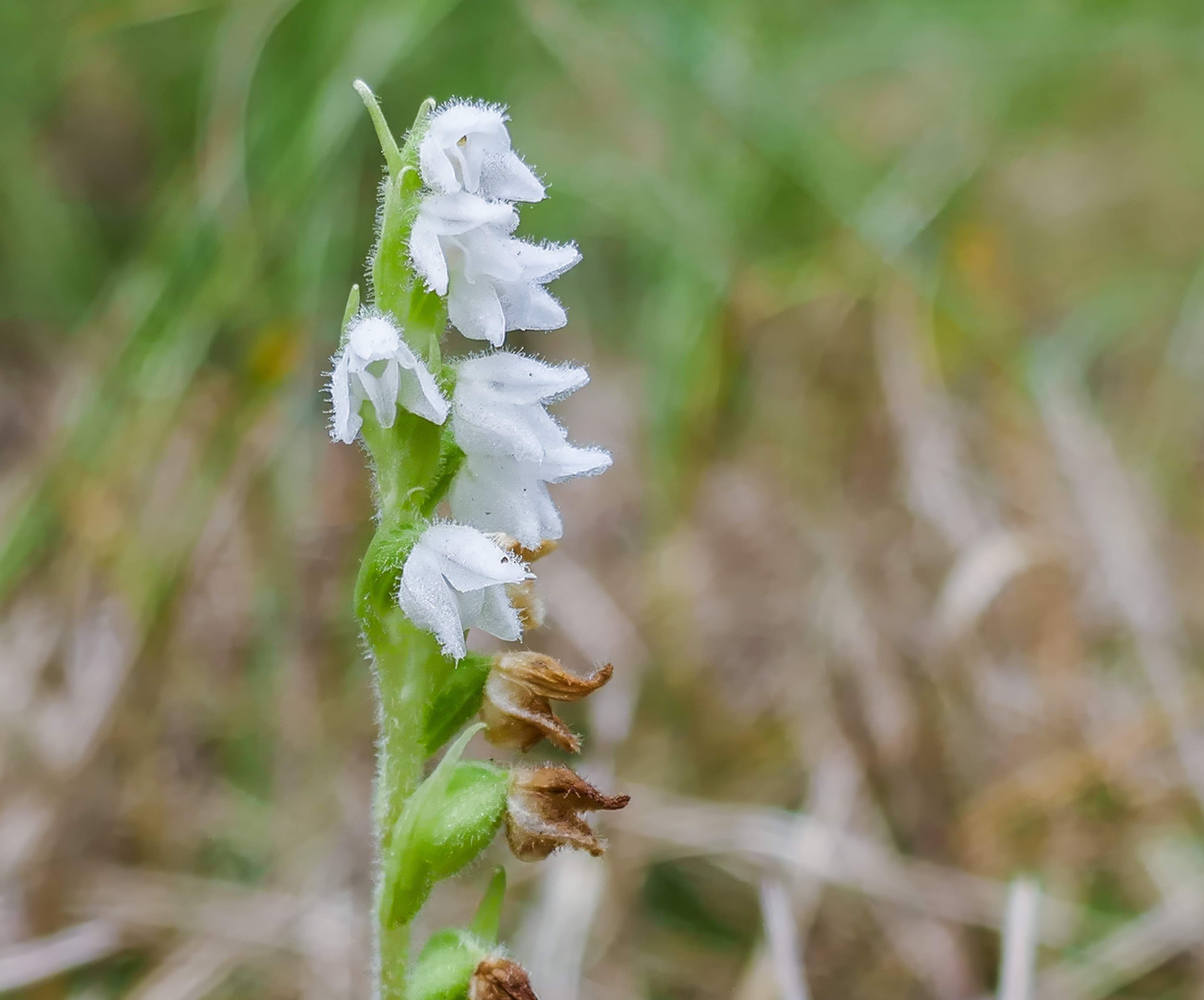 Dennenorchis